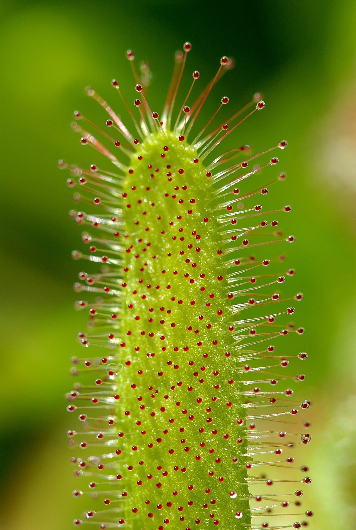 Macro of a single Cape sundew leaf covered in glistening red-tipped tentacles against green